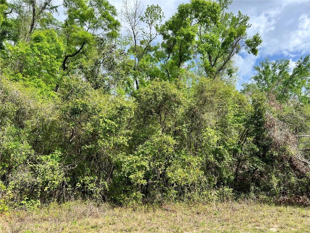 NE 349, Old Town, FL 32680