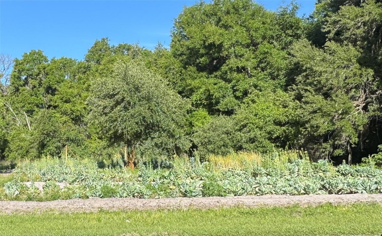 00 County Road 213, Wildwood, FL 34785