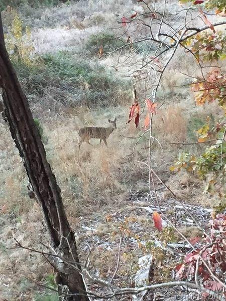 28.47 acres Onvil Rd., Mount Gilead, NC 27306