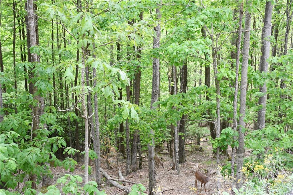 205 Locust Ridge Rd. #C/480, Beech Mountain, NC 28604