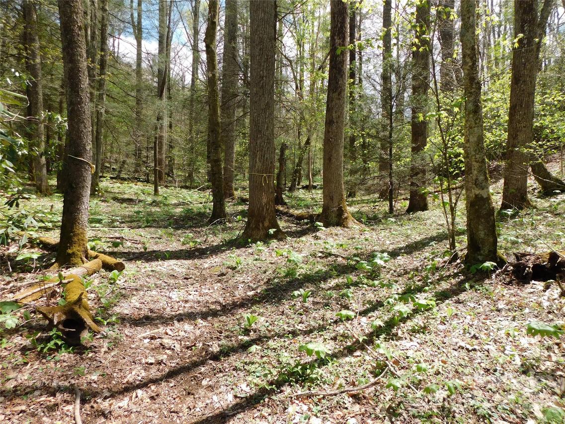 TBD Black Bear Tr. #26, Linville, NC 28646