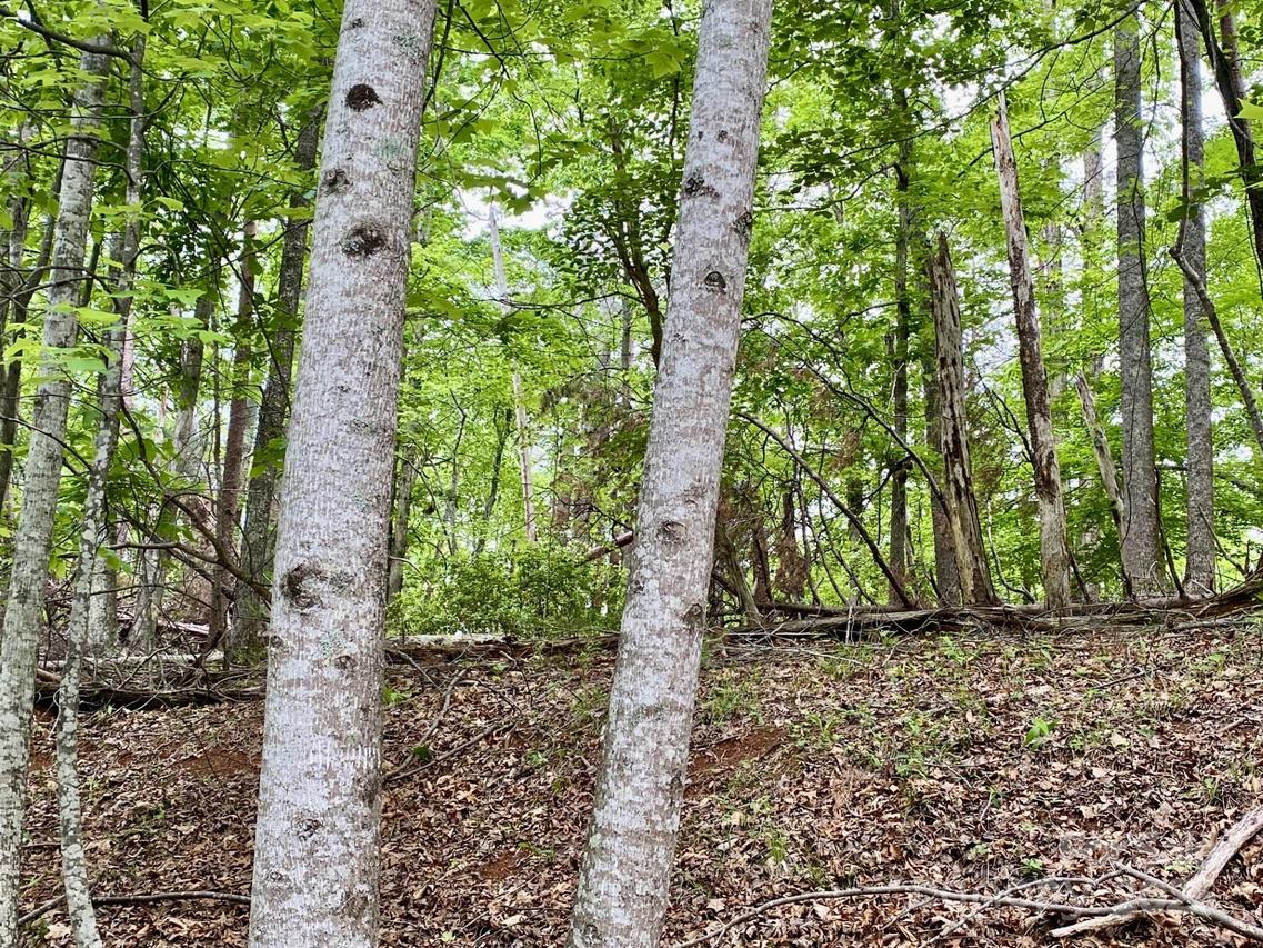 Granny Smith Ln. #LOT # 30, Lake Lure, NC 28746