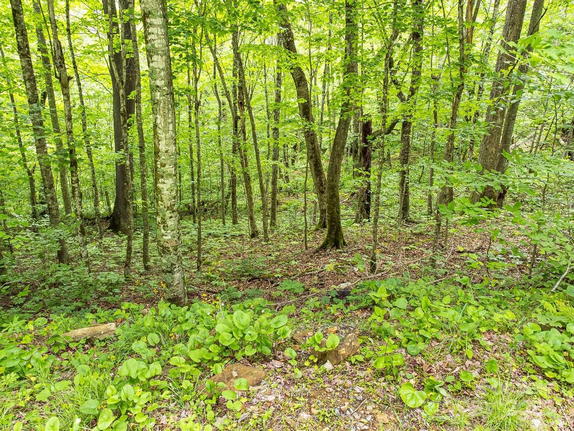 65 Bee Tree Ln., Mars Hill, NC 28754