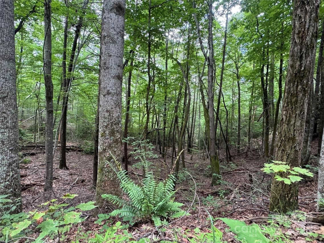 Quail Ridge Rd. #216, Lake Lure, NC 28746