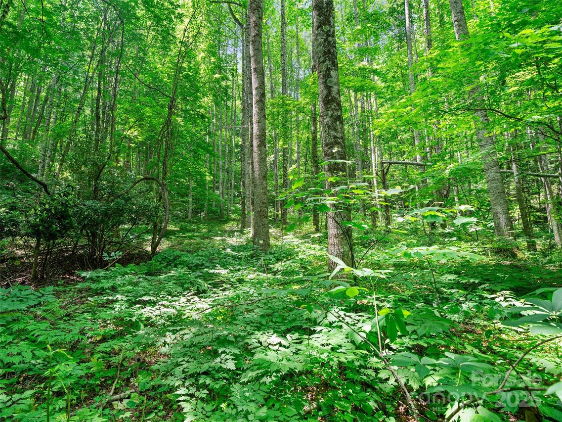 #2 TBD Lotties Creek Rd. #Lots 19, 20, 23,25,2, Burnsville, NC 28714
