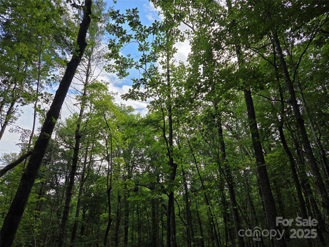 TBD Cedar Ln., Brevard, NC 28712