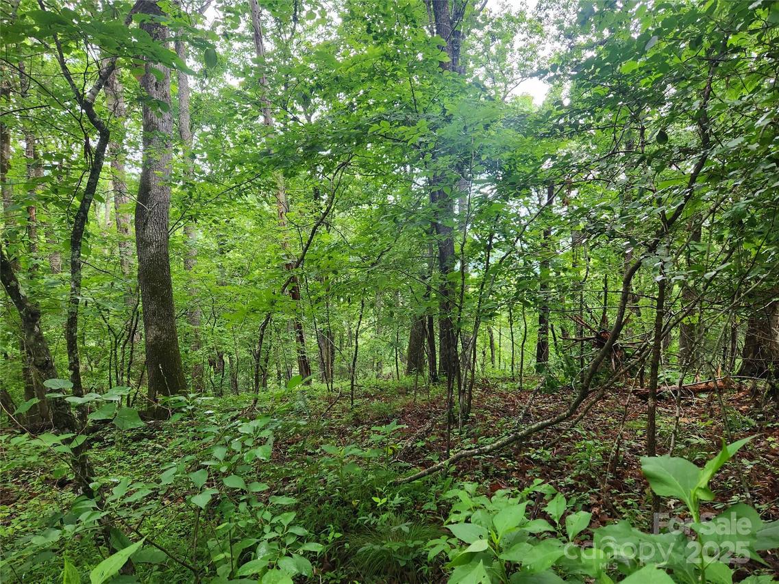 TBD Henry Worley Ln., Marshall, NC 28753