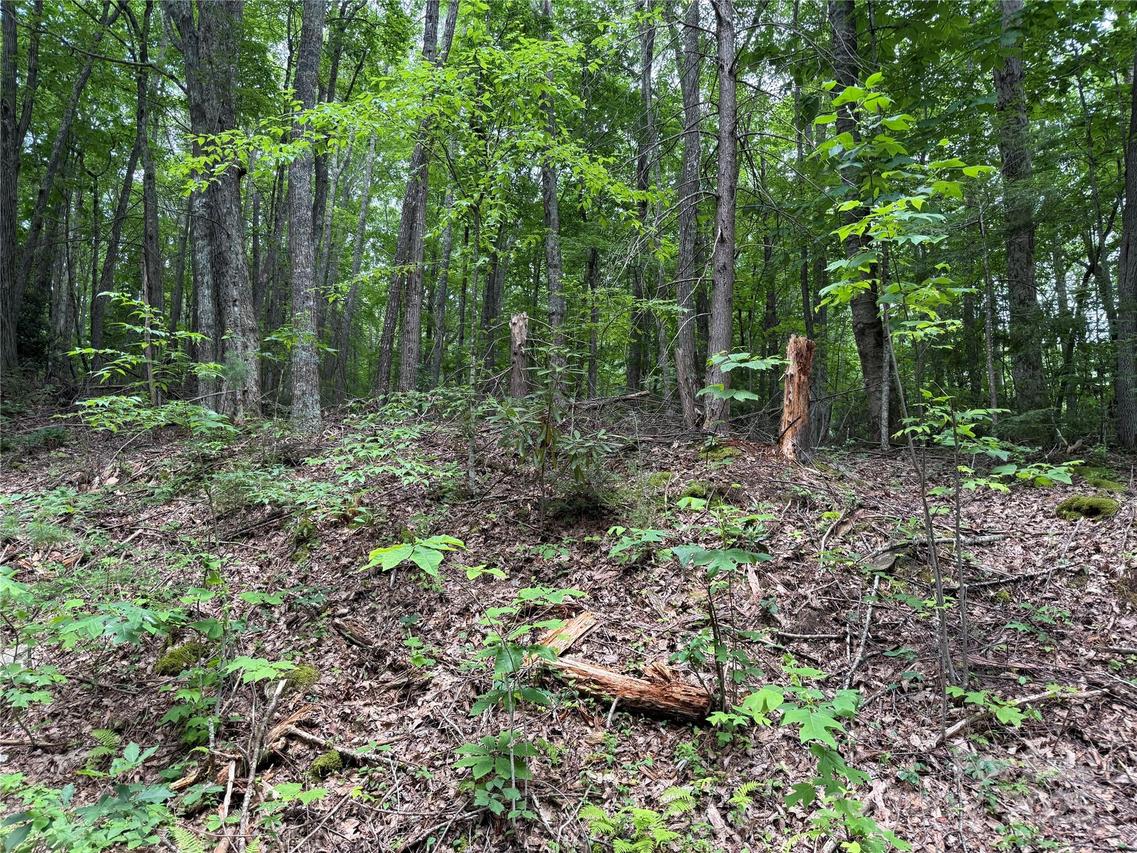 TBD Red Clover Rd., Beech Mountain, NC 28604