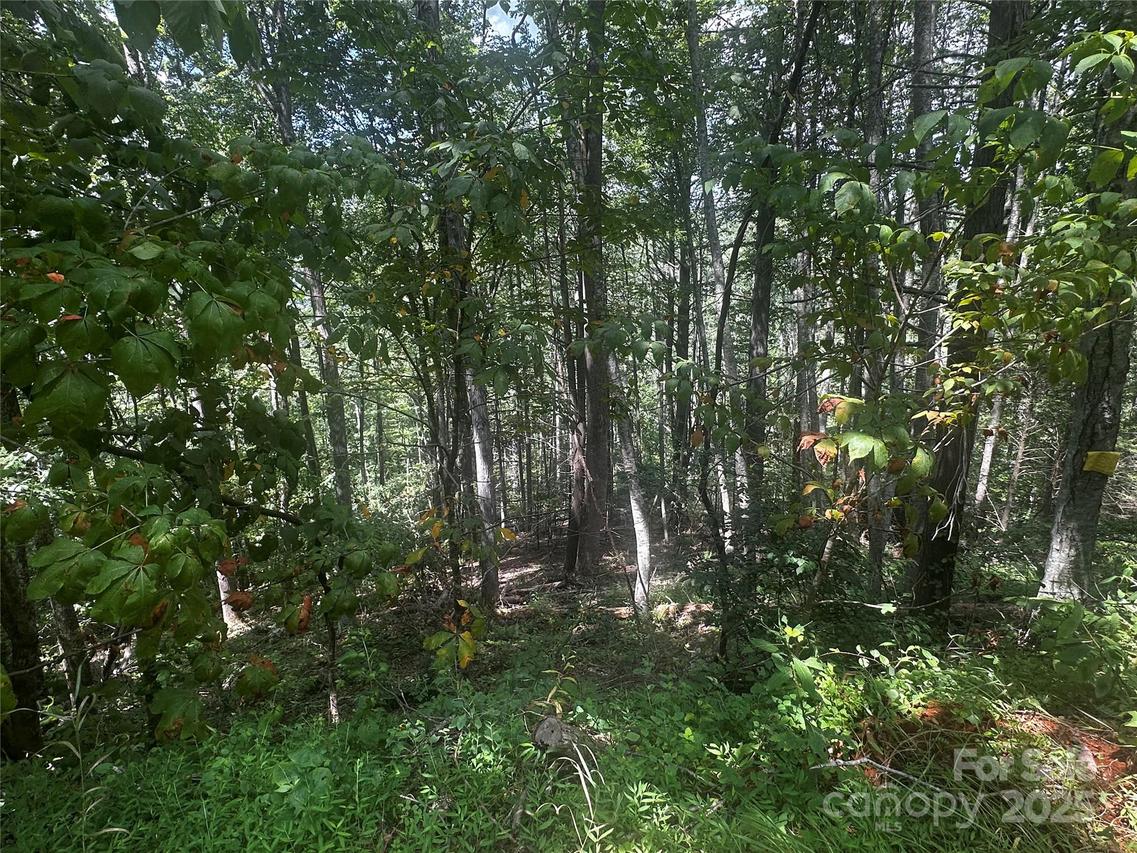 00 Rabbit Hop Rd., Spruce Pine, NC 28777