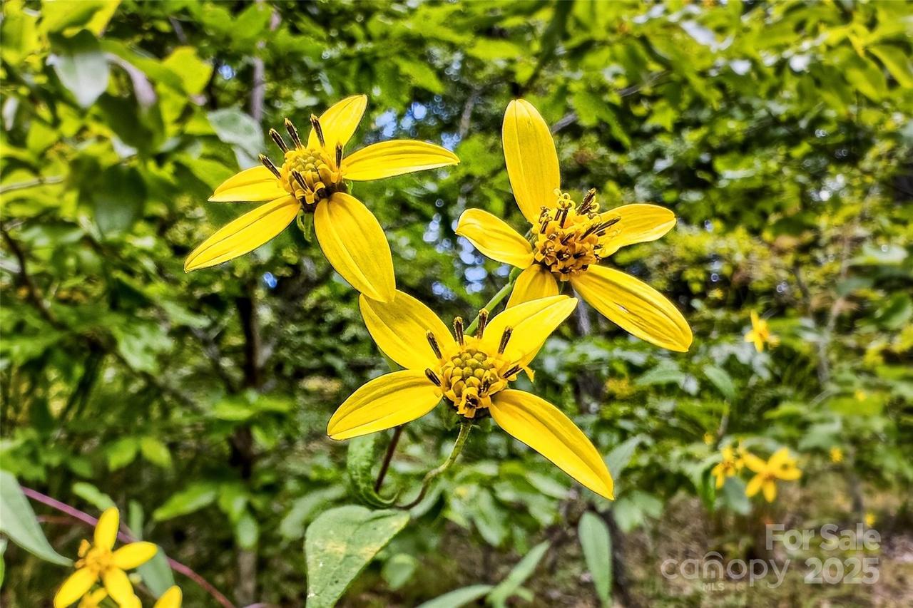 1696 Catawba Falls Pkwy. #190, Black Mountain, NC 28711
