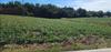 New Homes For Sale This Week That Attend Union Elementary: October 10th to October 16th