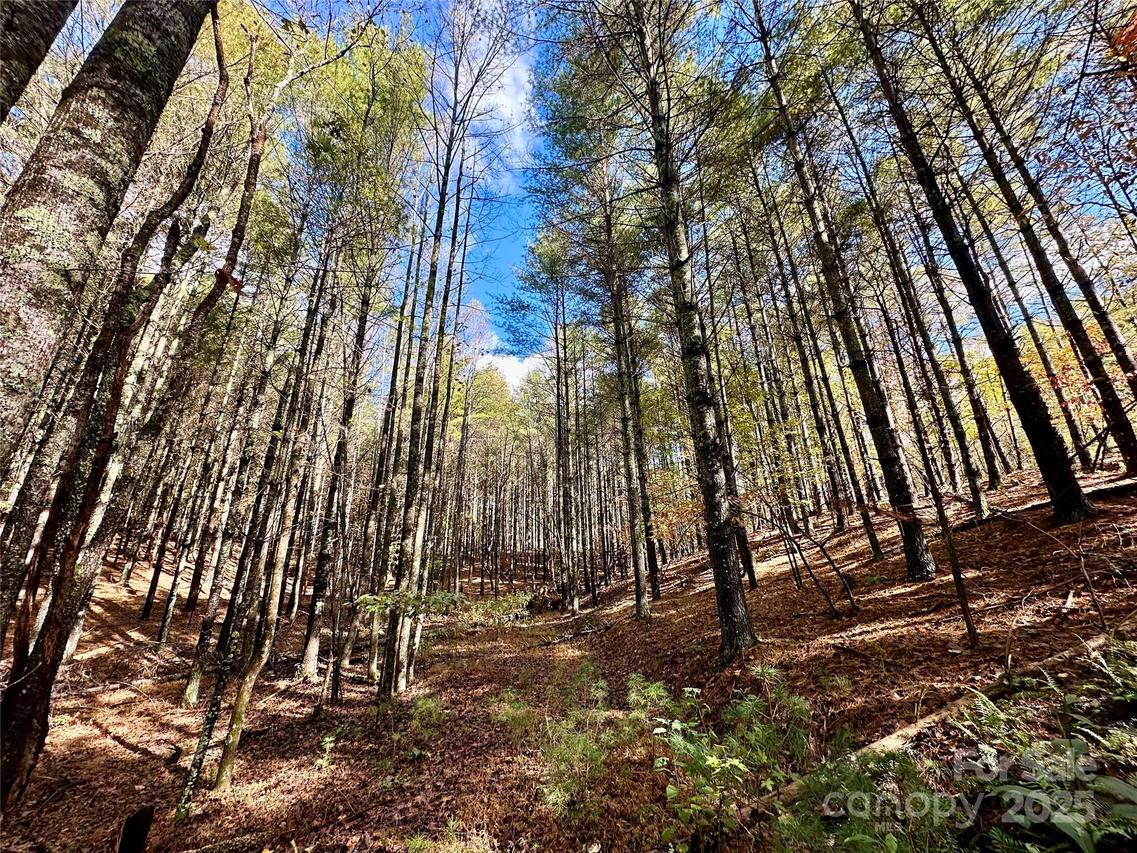 146 Bream Flats Dr. #40, Nebo, NC 28761