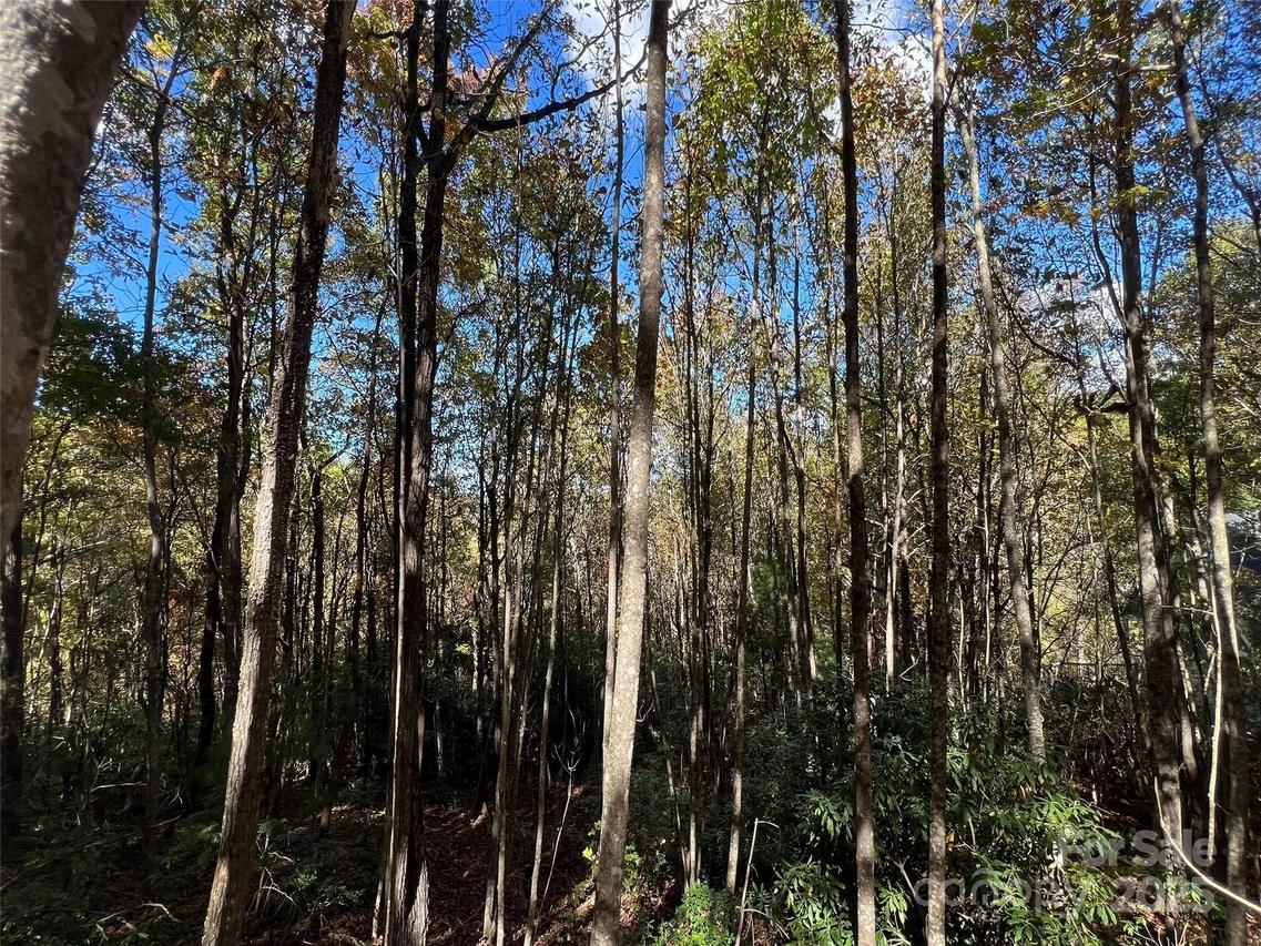 Wild Magnolia Way #46, Zirconia, NC 28790