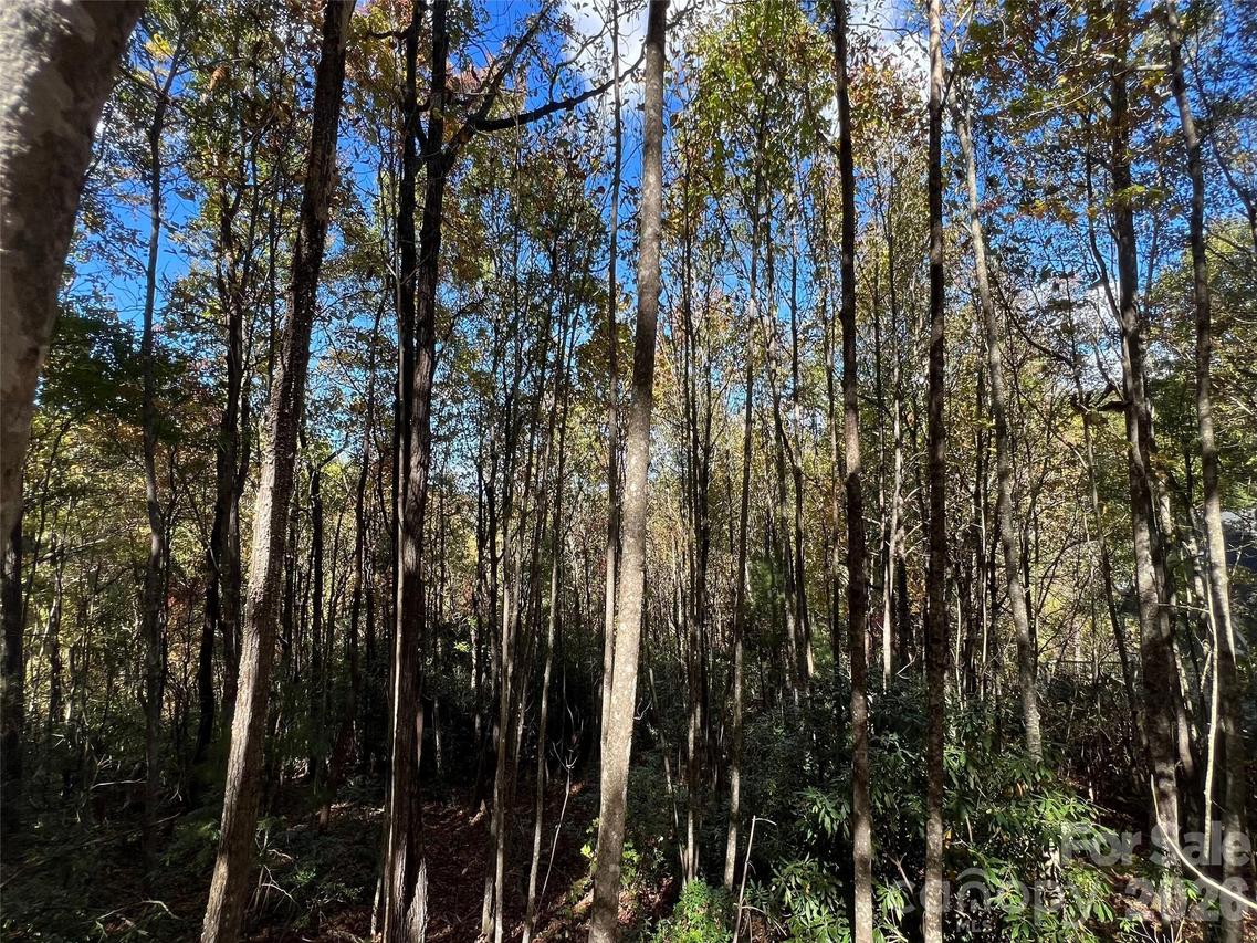 Wild Magnolia Way #46, Zirconia, NC 28790