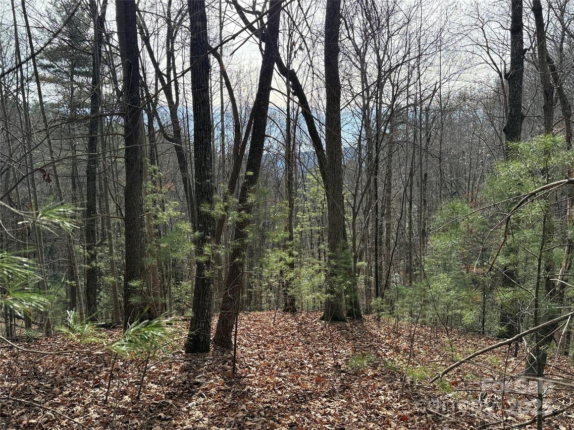 TBD Buck Mountain Rd. #21, Purlear, NC 28665