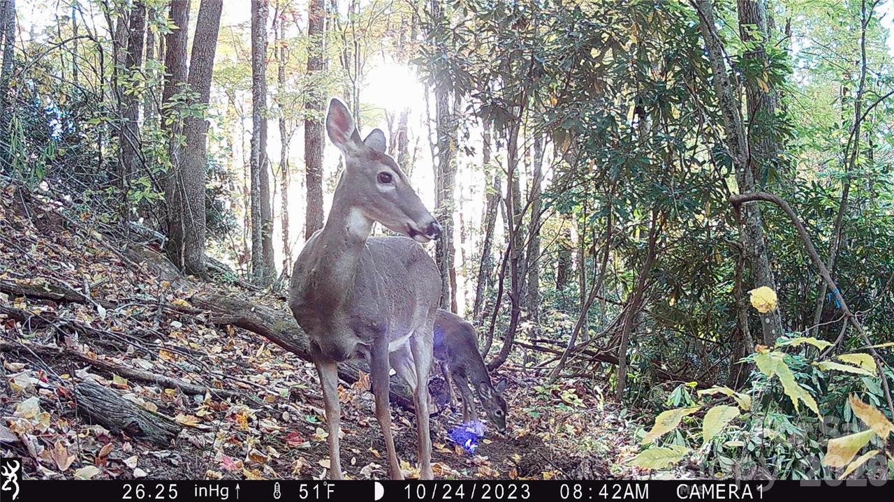 2778 Mule Stomp Rd., Hot Springs, NC 28721