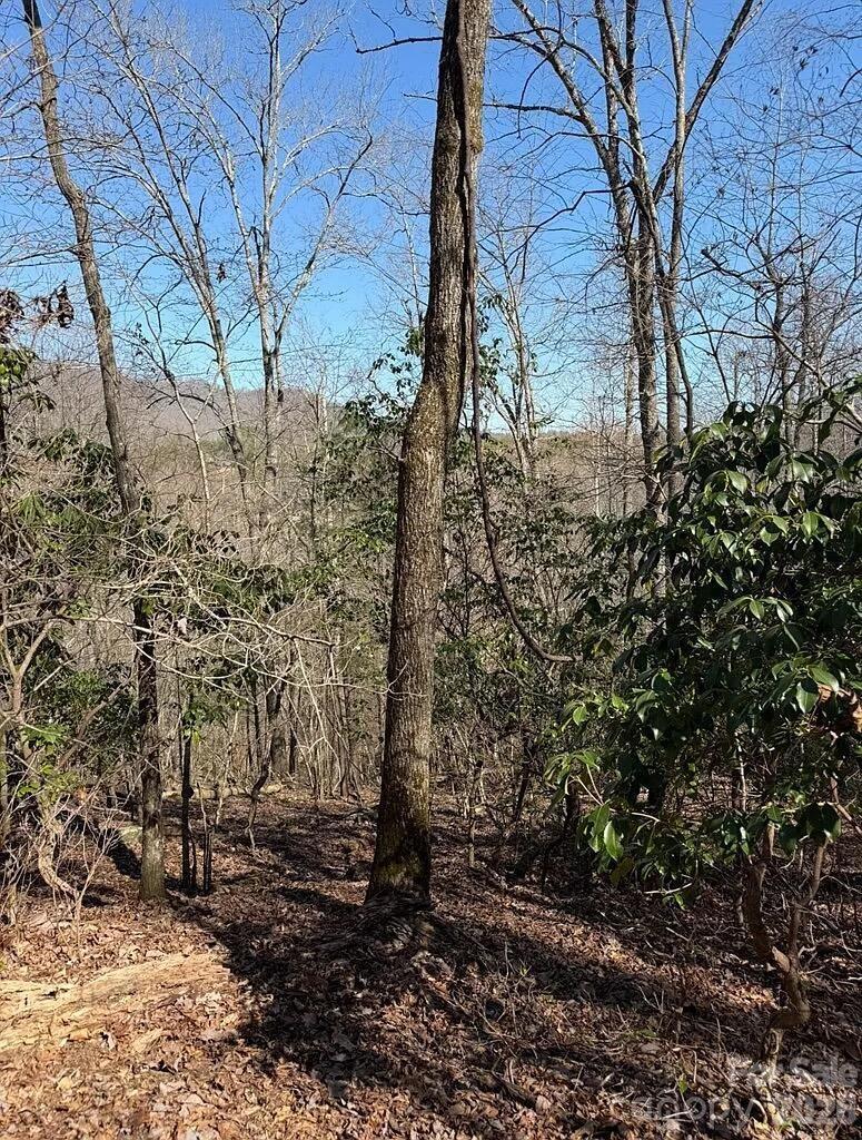 Royal Oaks Tr., Brasstown, NC 28902