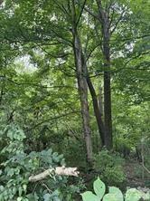 Bishop Ln., Mill Spring, NC 28756