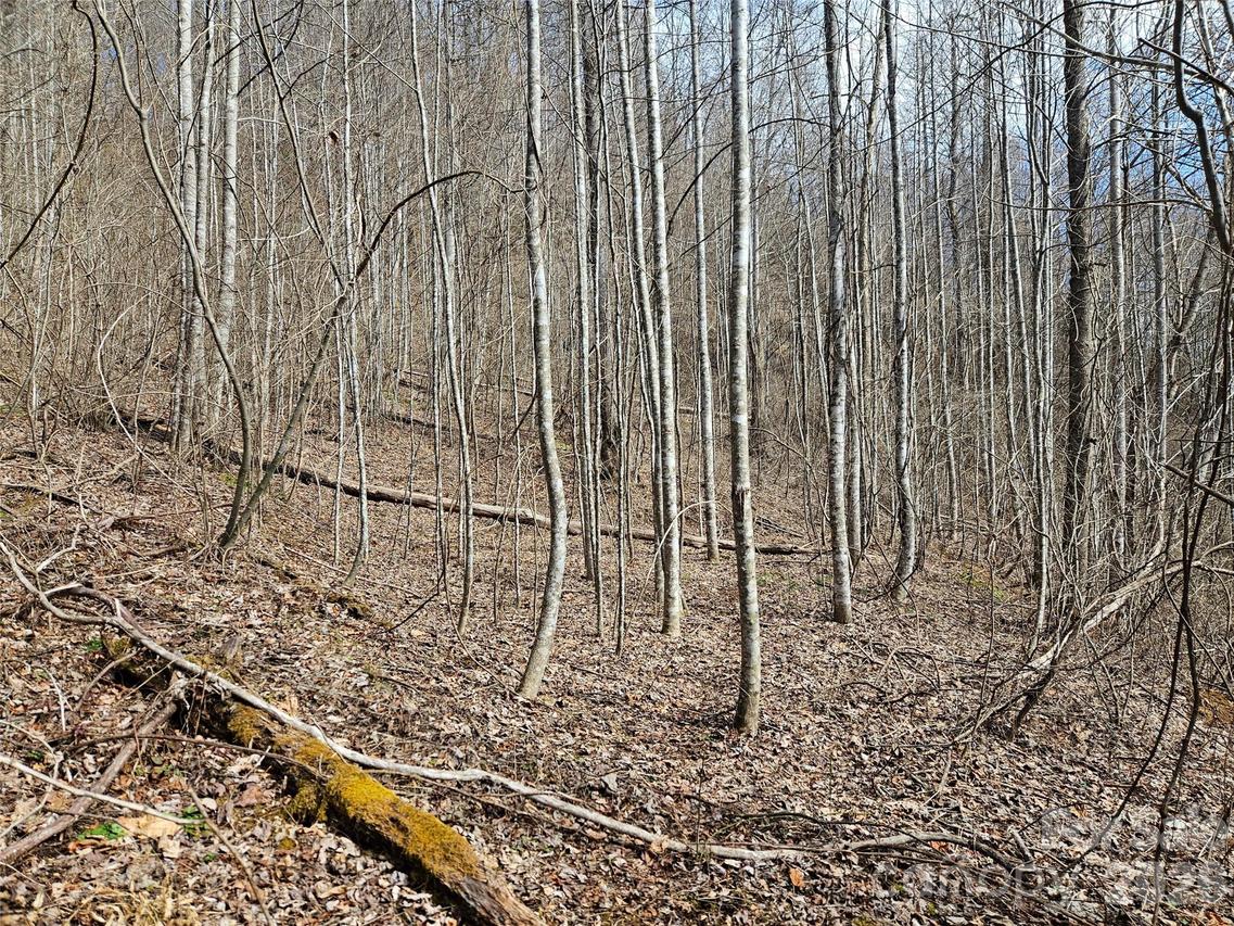 Woodfin Rd., Sylva, NC 28779