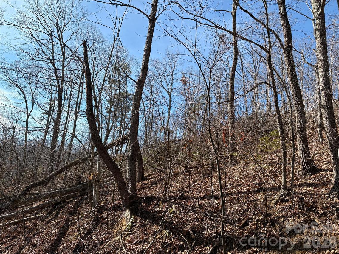 100 Pine Tree Dr., Candler, NC 28715