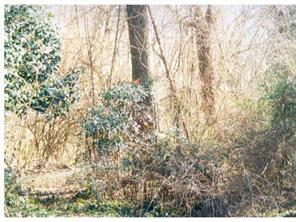 2421 Forest Dr. ##14, Charlotte, NC 28211