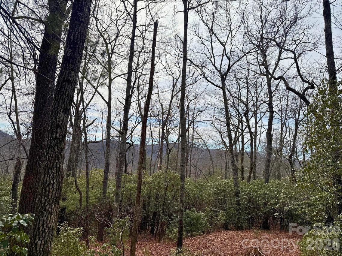TBD Laurel Thicket Ln., Brevard, NC 28712