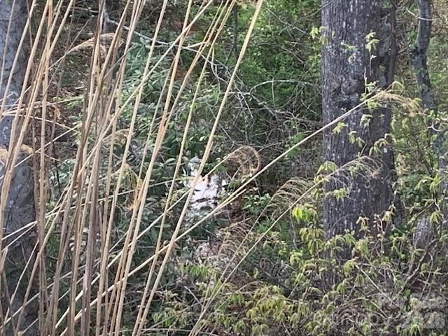 1.0AC Holbert Cove Rd. #2, Saluda, NC 28773