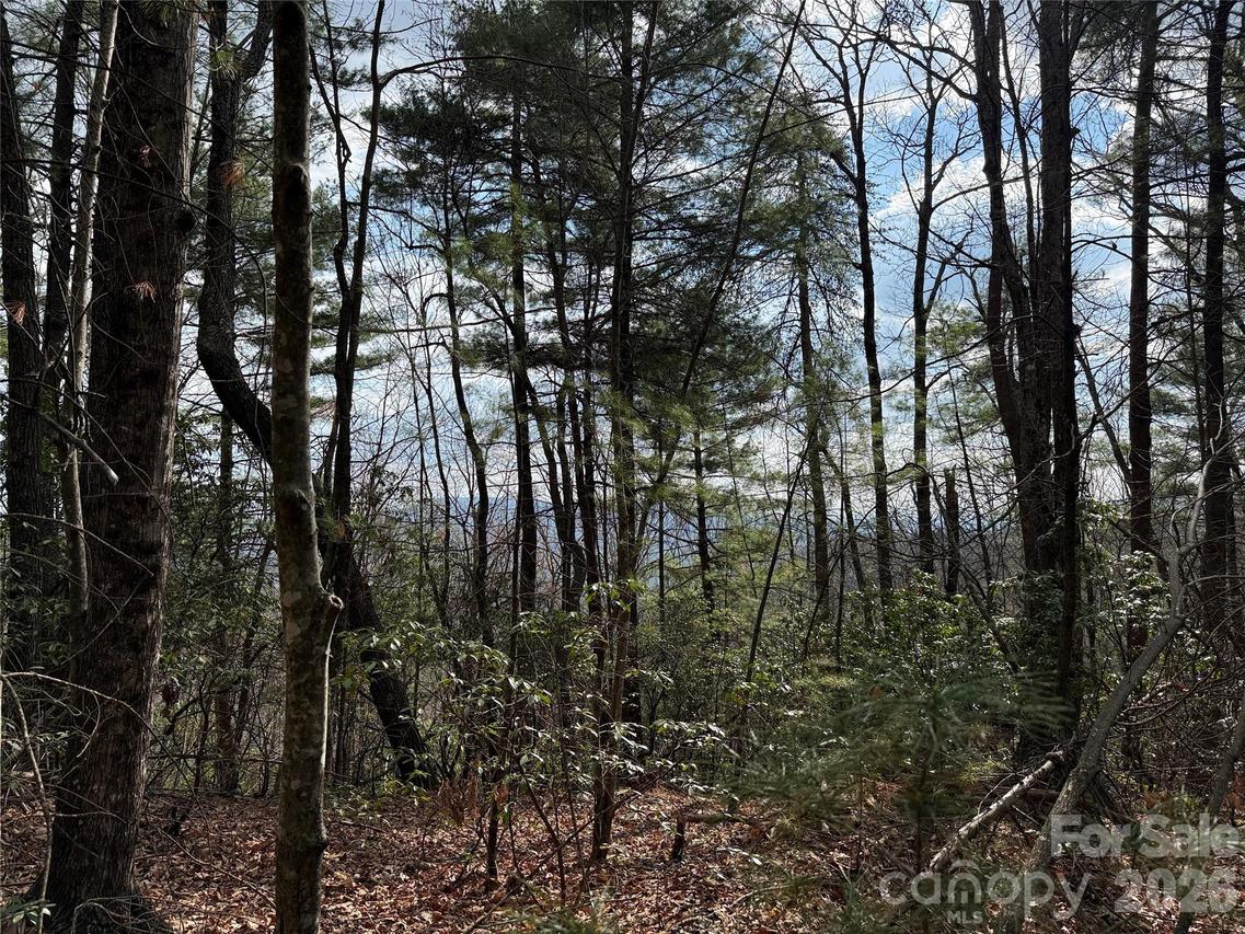 TBD Staghorn Rd. #51 & 52A, Purlear, NC 28665