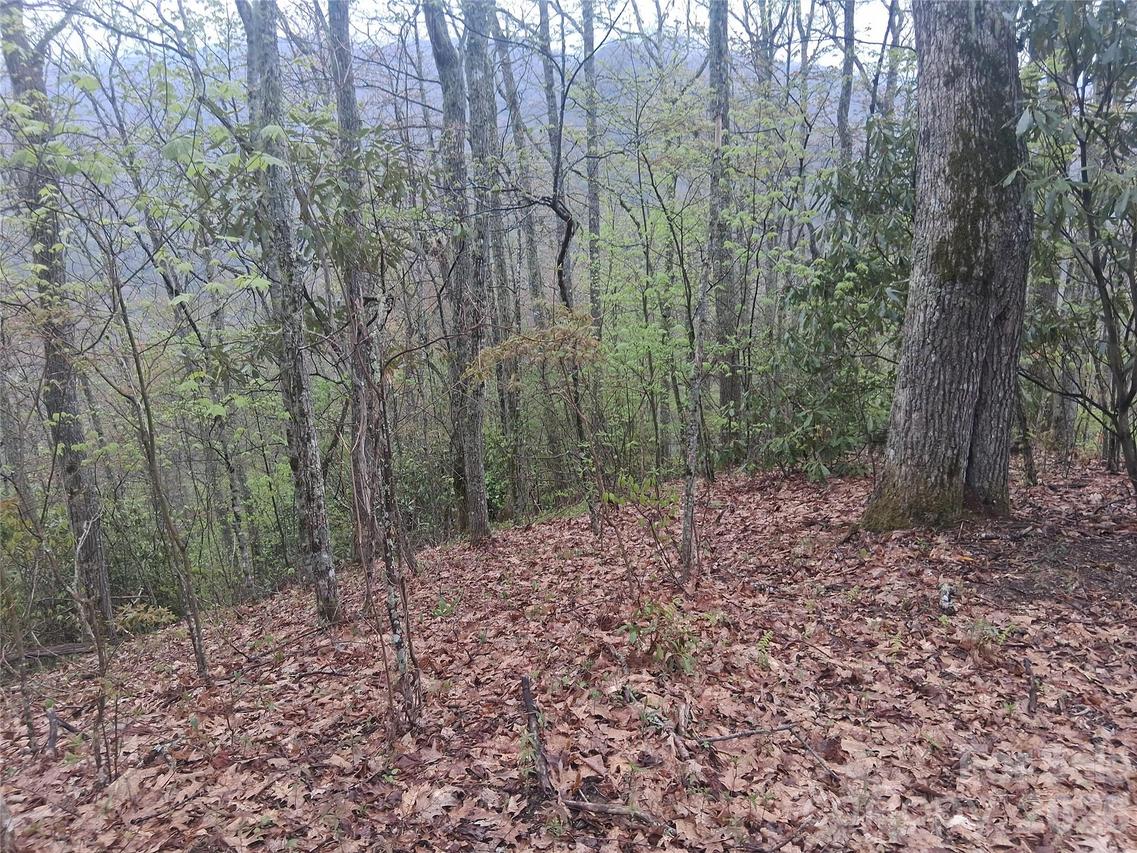 0000 Bear Creek Rd., Maggie Valley, NC 28721