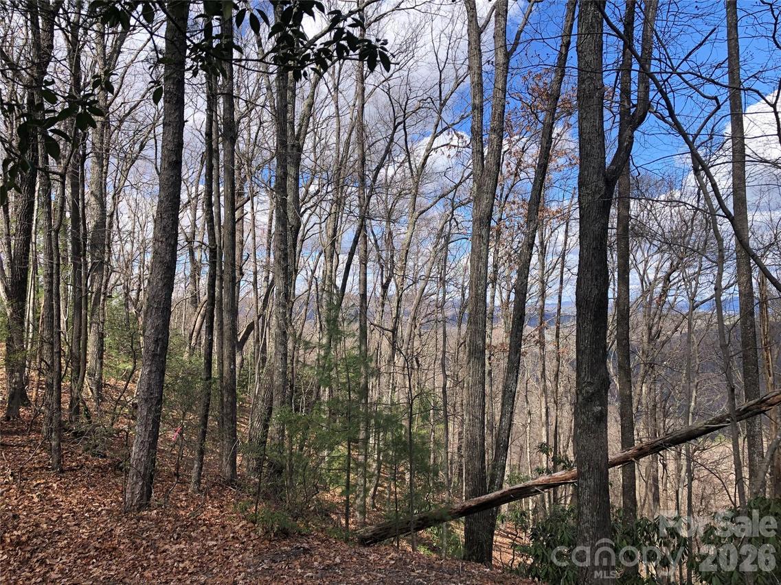 TBD Bobcat Mountain Rd. #21, Purlear, NC 28665