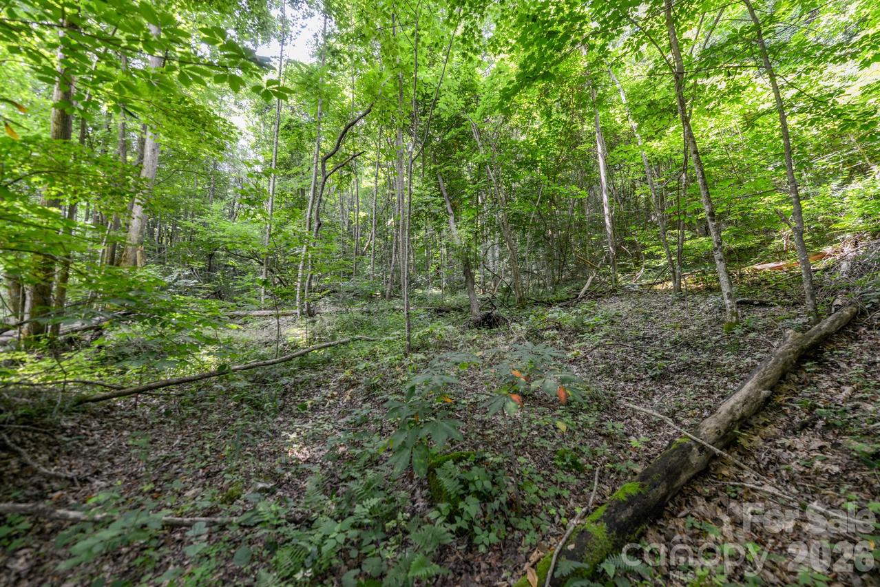 ### Board Tree Rd. #1, Marshall, NC 28753