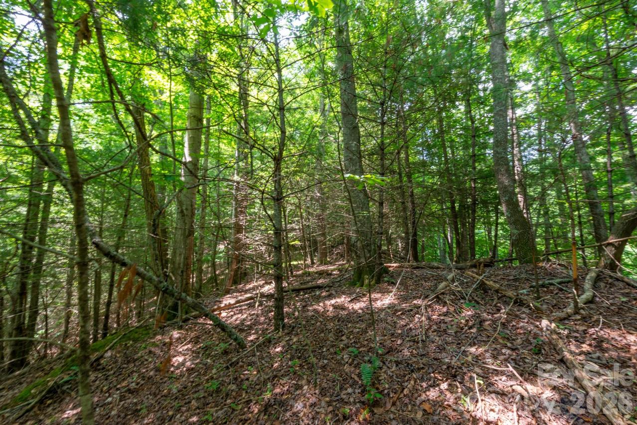 ### Board Tree Rd. #6, Marshall, NC 28753