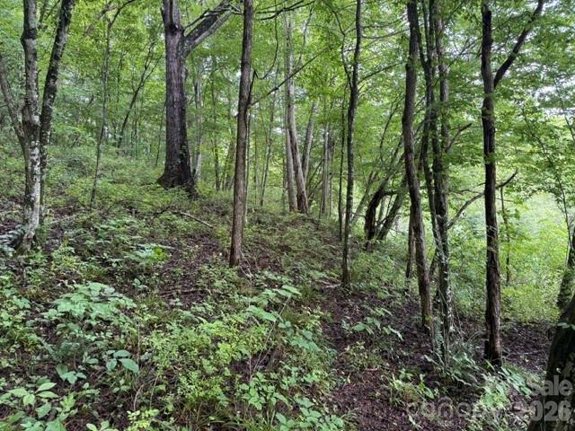TBD Meadow Fork Rd., Hot Springs, NC 28743