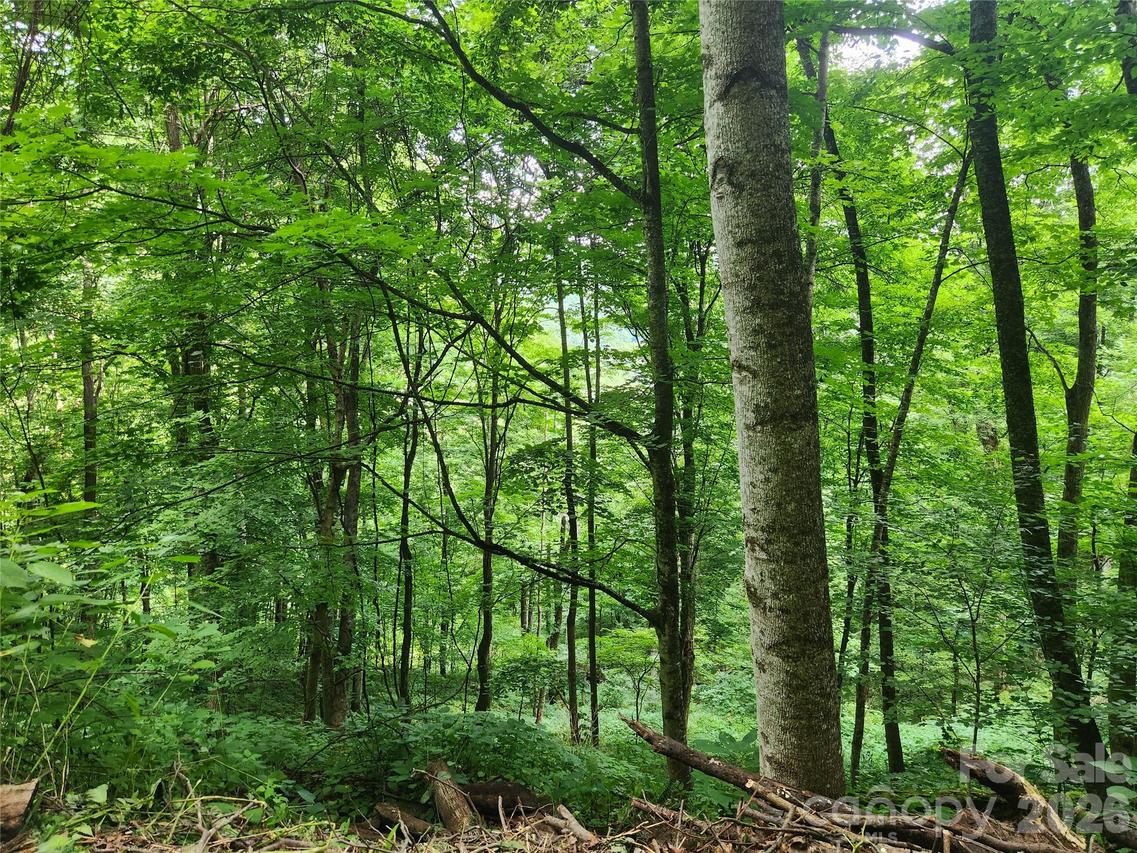 0000 Jacks Knob Rd., Weaverville, NC 28787