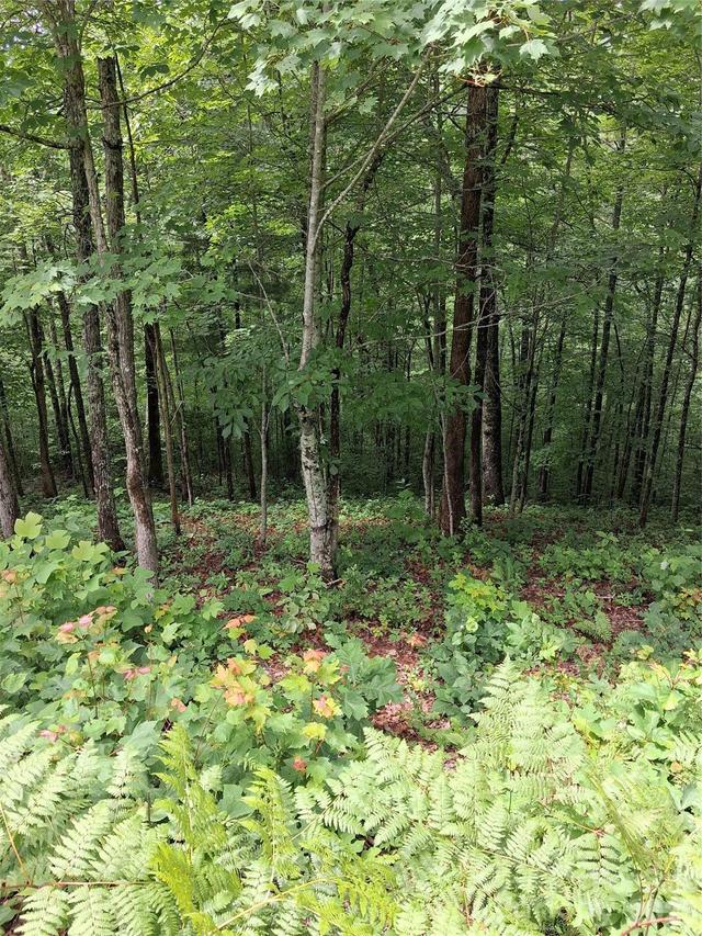 TBD Preservation Tr. #47, Sylva, NC 28779