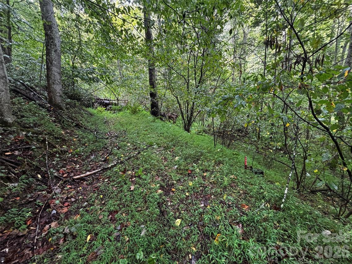 TBD Big Pine Rd., Marshall, NC 28753