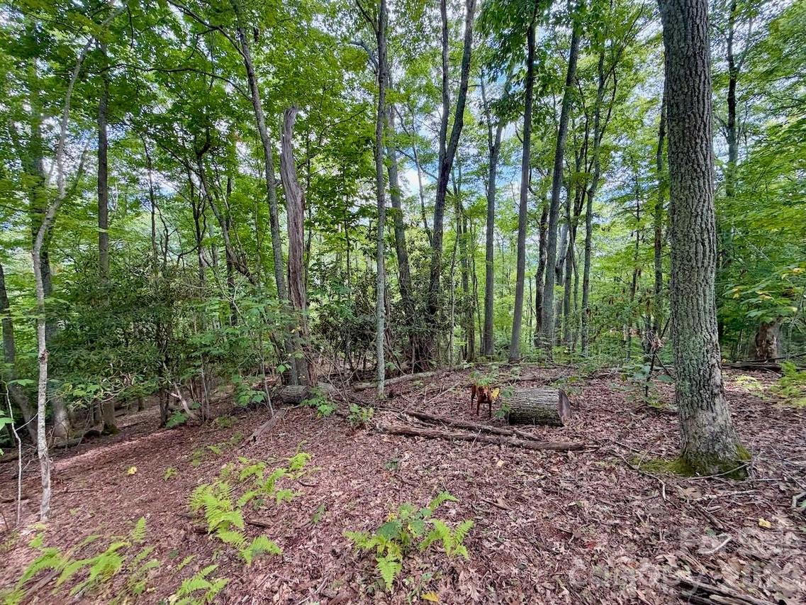 TBD Galax Ln. #45, Banner Elk, NC 28604