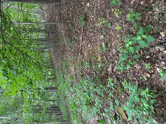 Threadway Ridge Dr. #1&2, Moravian Falls, NC 28654