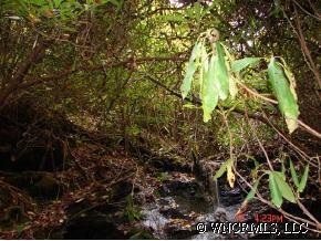 00 Old Powell Road #2, Brevard, NC 28712