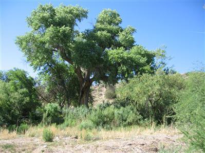 4570 E Tiemann Ln., Rimrock, AZ 86335