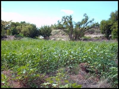 1561 W Copper Cir., Camp Verde, AZ 86322