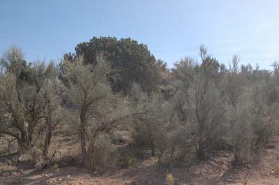 Millenium, Rimrock, AZ 86335