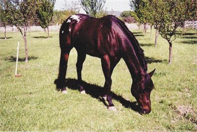 3460 S Sierra Ln., Camp Verde, AZ 86322