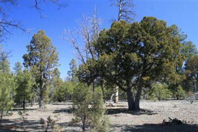 4761 Stargazer, Happy Jack, AZ 86024