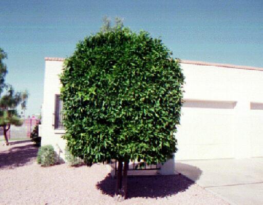 4328 E Capri Ave. #176, Mesa, AZ 85206