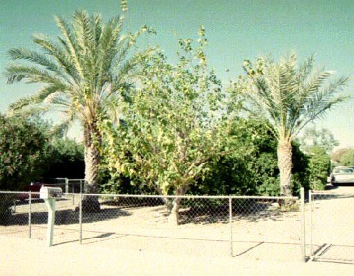 10326 E Illini St., Apache Junction, AZ 85220