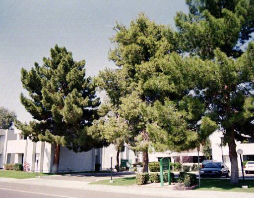 1920 W Linder Ave. #251, Mesa, AZ 85202