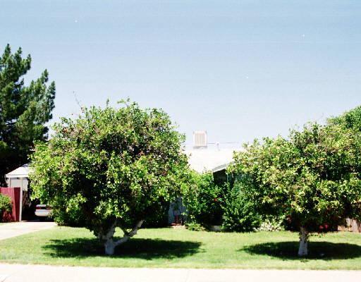 3234 E Delcoa St., Phoenix, AZ 85032