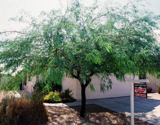 3367 E Kelton Ln., Phoenix, AZ 85032