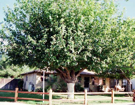 731 S Sycamore St., Mesa, AZ 85202